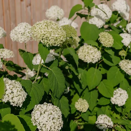 Zum Bunten Beet Allensbach