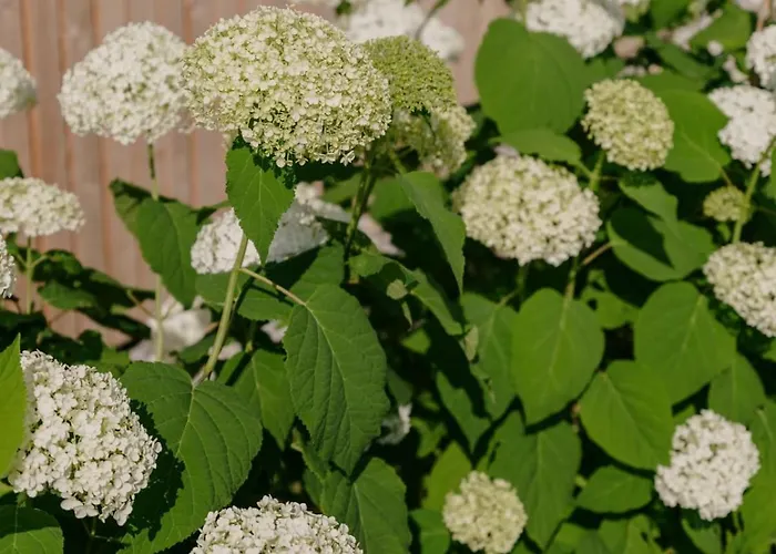Zum Bunten Beet Allensbach